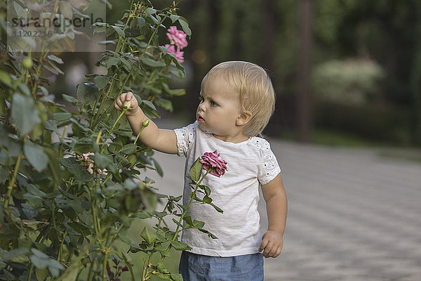 Süßes Mädchen berührt Rosenknospe im Park