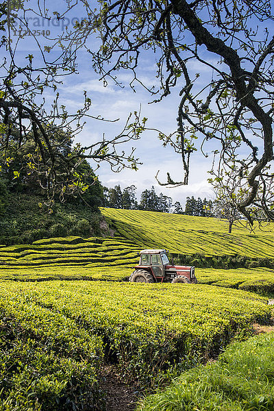 Die Teeplantage Gorreana auf den Azoren ist der einzige Ort in Europa  an dem Tee angebaut wird; Sao Miguel  Azoren  Portugal .