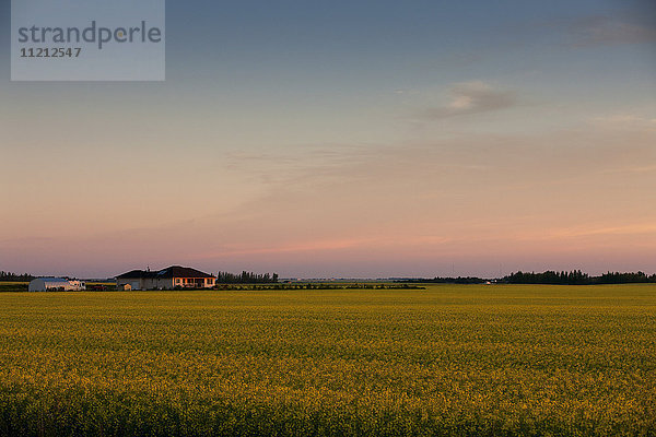 Die Sonne geht über einem Rapsfeld auf und der leuchtend rosa Himmel scheint auf das Farmhaus; Saskatchewan  Kanada'.