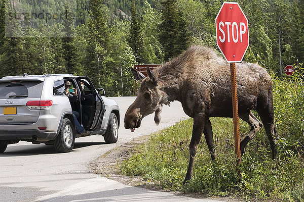 Elchkuh hält den Verkehr im Denali-Nationalpark im Inneren Alaskas  USA  an