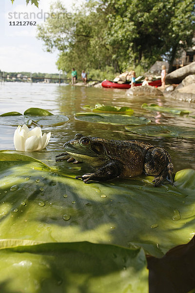 Großer Ochsenfrosch auf Seerosenblatt mit Schwimmern in einem See im Hintergrund