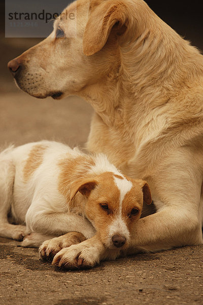 Porträt von Jack Russell Terrier und Yellow Lab