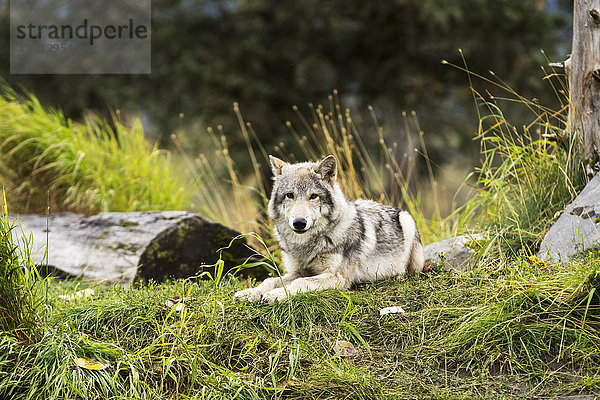 FANG: Junges Grauwolfsjunges ruht sich im Gras aus  Alaska Wildlife Conservation Center  Süd-Zentral-Alaska  USA