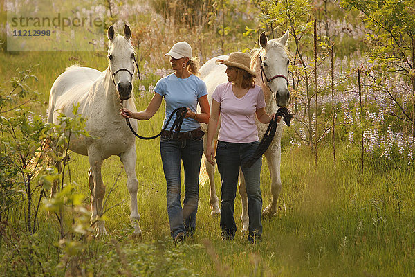 Zwei Frauen führen Pferde im Lupinenfeld