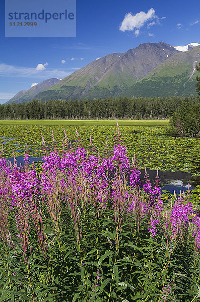 Landschaftliche Ansicht von Fireweed vor einem kleinen See entlang des Seward Highway  Süd-Zentral-Alaska  USA