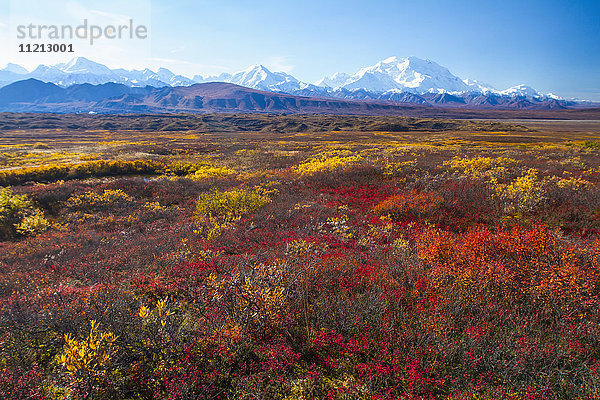 Herbstliche Aussicht auf den Denali und die Alaska Range  Denali National Park  Inner-Alaska  USA