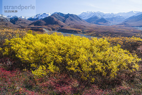 Herbstfarben im Denali National Park & Preserve  im Inneren Alaskas