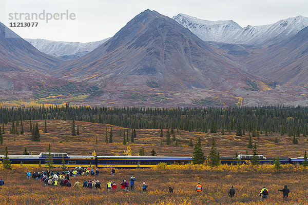 Eine Gruppe von Fahrgästen verlässt einen Reisebus am Parks Highway südlich von Cantwell und wandert über ein kurzes Stück Tundra  um einen Personenzug der Alaskan Railroad zu besteigen Innenalaska  USA