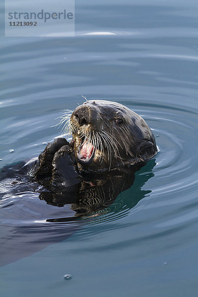 Ein Seeotter schwimmt im kleinen Bootshafen von Whittier und frisst Seesterne  Southcentral Alaska  USA