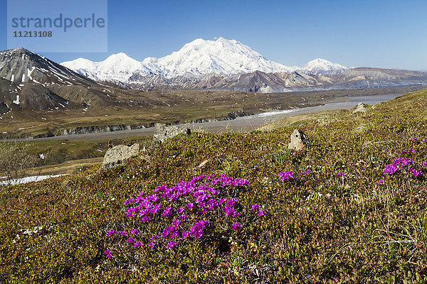 Panoramablick auf Denali und die Alaska Range in der Nähe des Eielson Visitor Center  Denali National Park  Alaska  USA