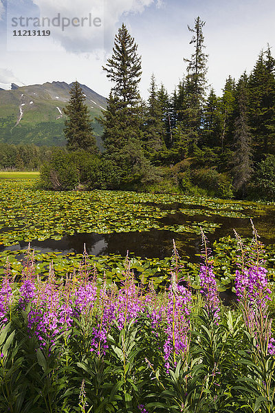 Landschaftlicher Blick auf blühendes Feuerkraut an einem kleinen See in der Nähe des Seward Highway  Süd-Zentral-Alaska  USA