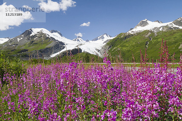 Blick auf den Worthington-Gletscher entlang des Richardson Highway mit Feuergras im Vordergrund  Süd-Zentral-Alaska  USA