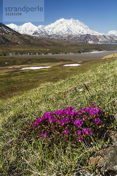 Panoramablick auf Denali und die Alaska Range mit rosa Wildblumen im Vordergrund  Denali National Park  Alaska  USA