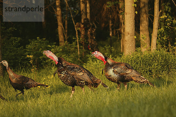 Östliche Truthähne Toms Gobblers