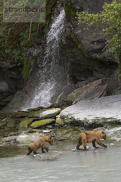 Ältere Braunbärenjunge spazieren an einem Wasserfall in der Nähe von Allison Point  Valdez  Southcentral Alaska  USA