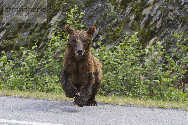 Braunbärenjunges  das über die Dayville Road in der Nähe von Valdez läuft  Süd-Zentral-Alaska  USA