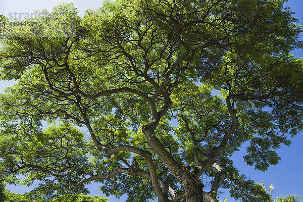 Blick von oben auf die Baumkronen des Affenschotenbaums (Samanea saman); Hawaii  Vereinigte Staaten von Amerika'.