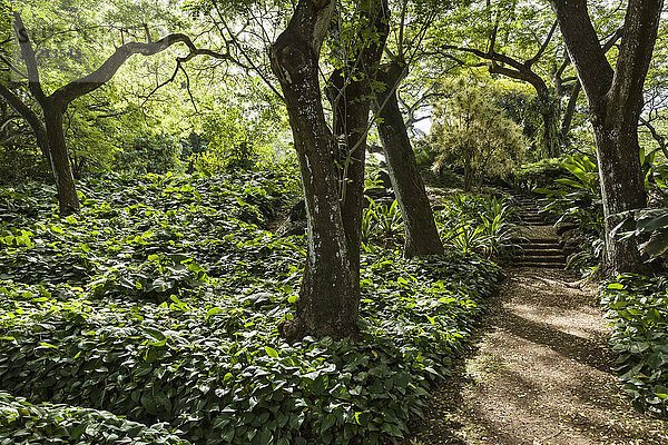 Weg im Allerton Garden  Teil des National Botanical Garden bei Poipu; Kauai  Hawaii  Vereinigte Staaten von Amerika'.