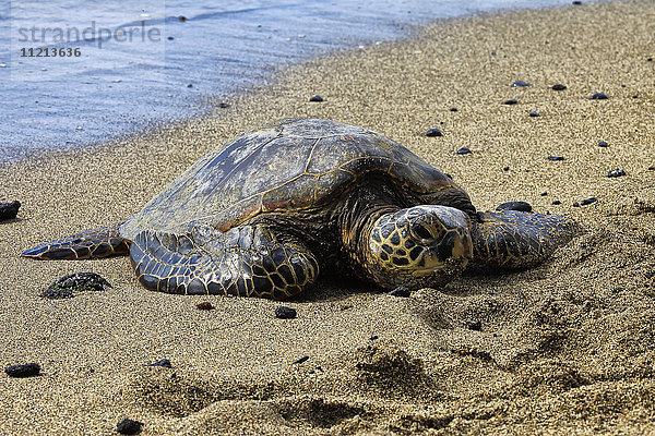 Grüne Meeresschildkröte (Chelonia mydas) auf dem warmen Sand am Ufer liegend; Insel Hawaii  Hawaii  Vereinigte Staaten von Amerika'.