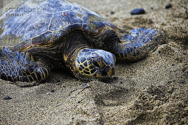 Grüne Meeresschildkröte (Chelonia mydas)  die auf dem warmen Sand liegt; Insel Hawaii  Hawaii  Vereinigte Staaten von Amerika'.