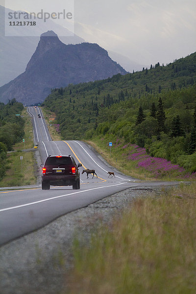 Ein Auto bremst  als eine Elchkuh und ihr Kalb im Sommer den Glenn Highway in der Nähe von Sheep Mountain überqueren. Süd-Zentral-Alaska. Der Berg Lions Head im Hintergrund.