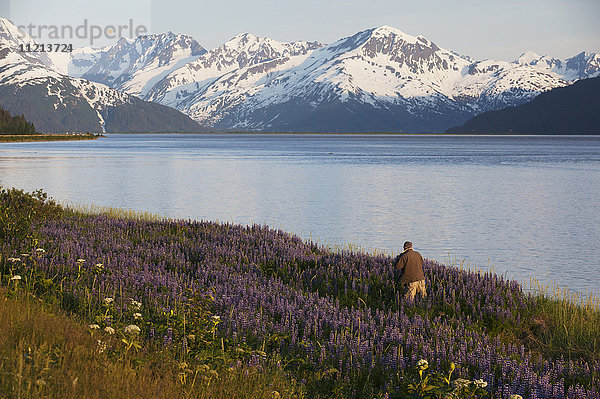 Mann fotografiert ein Lupinenfeld im Juni entlang des Seward Hwy und Turnagain Arm. Südzentrales Alaska.