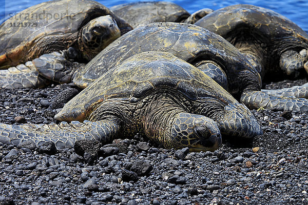 Grüne Meeresschildkröten (Chelonia mydas)  die an der Küste liegen; Hawaii  Vereinigte Staaten von Amerika'.