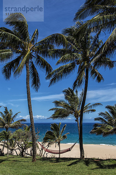 Eine Hängematte hängt zwischen zwei Palmen am Strand mit blauem Himmel und Meer; Maui  Hawaii  Vereinigte Staaten von Amerika'.