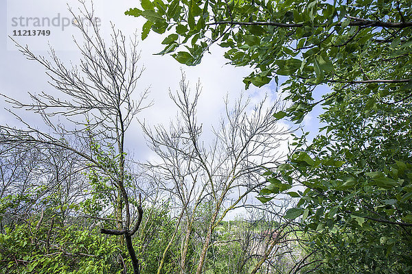 Auswirkungen des Smaragd-Eschen-Bohrers (Agrilus planipennis) auf eine Esche; Oak Creek  Wisconsin  Vereinigte Staaten von Amerika'.