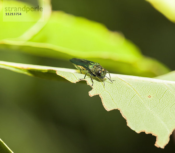 Smaragd-Eschen-Bohrer (Agrilus planipennis)  der sich von Eschenblättern in der Baumkrone ernährt; Oak Creek  Wisconsin  Vereinigte Staaten von Amerika'.