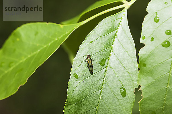 Smaragd-Eschen-Bohrer (Agrilus planipennis)  der sich von Eschenblättern in der Baumkrone ernährt; Oak Creek  Wisconsin  Vereinigte Staaten von Amerika'.