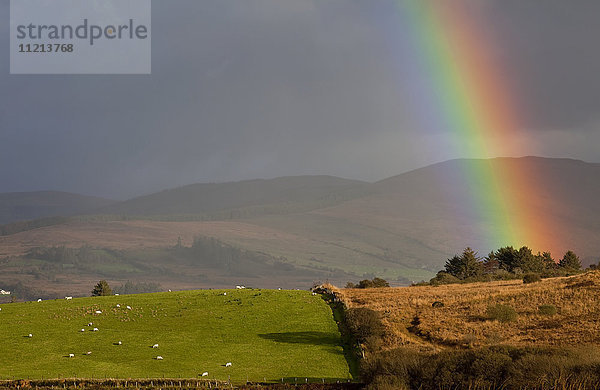 Heller Regenbogen  der durch Gewitterwolken hindurch auf den Boden scheint  wo Schafe auf einer üppigen grünen Weide grasen  in der Nähe von Sneem; Grafschaft Kerry  Irland '