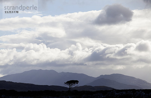 Silhouetten von Bergen und einem einsamen Baum unter einem bewölkten Himmel  in der Nähe von Roundstone; Grafschaft Galway  Irland '