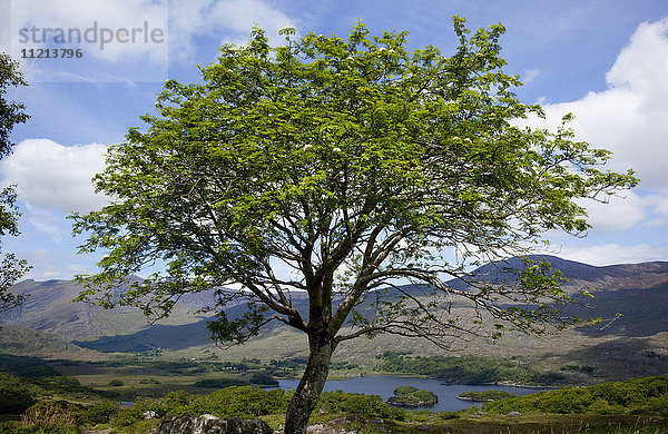 Ein gesunder Baum im Vordergrund mit Hügeln und Wolkenschatten in der Ferne; Killarney  County Kerry  Irland'.