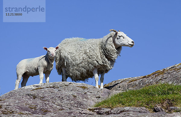 Tiefblick auf ein Schaf und ein Lamm  die zusammen auf einem Felsen vor einem blauen Himmel stehen; County Kerry  Irland