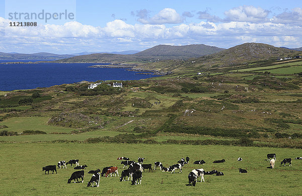 Kuhherde auf einer Weide mit Blick auf das Meer und die Küste  Dunmanus Bay; Grafschaft Cork  Irland'.