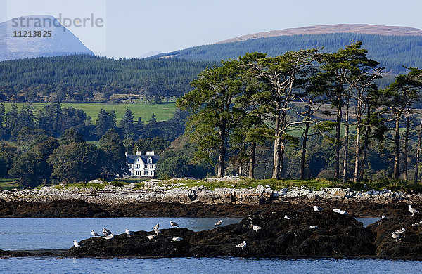 Vögel auf dem Felsen am Wasser und eine Landschaft mit Bäumen und Hügeln an der Kenmore Bay; County Kerry  Irland '