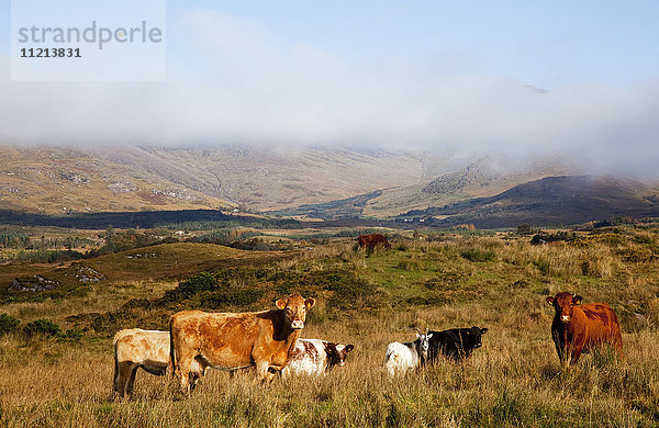 Rinder auf einer Weide in der Nähe von Sneem; Grafschaft Kerry  Irland .