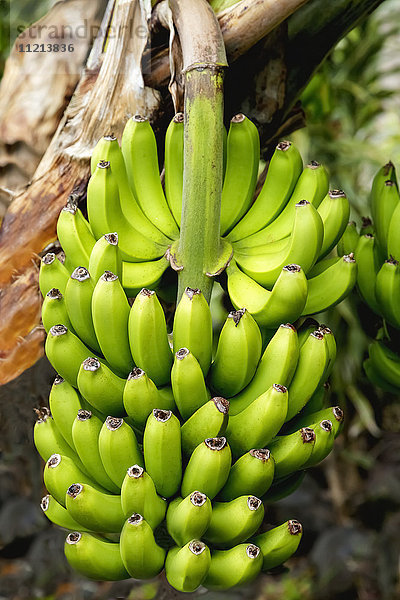 Nahaufnahme eines großen Stiels sich entwickelnder Bananen an einem Baum im South Kona District der Big Island; Insel Hawaii  Hawaii  Vereinigte Staaten von Amerika'.