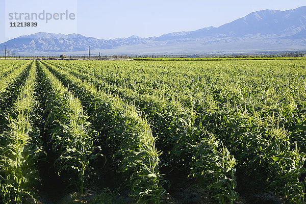 Im Coachella Valley in Südkalifornien beginnen die Maisreihen im zeitigen Frühjahr  Berge und blauer Himmel im Hintergrund; Mekka  Kalifornien  Vereinigte Staaten von Amerika'.