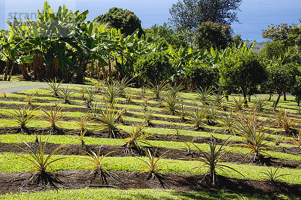 Auf einer Demonstrationsfarm im North Kona District der Big Island werden Ananaspflanzen auf einem terrassenförmig angelegten Hügel mit Bananenstauden  Kaffeebäumen und dem Pazifischen Ozean im Hintergrund angebaut; Kailua Kona  Insel Hawaii  Hawaii  Vereinigte Staaten von Amerika'.