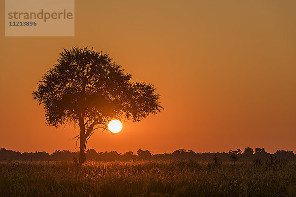 Beleuchtetes Gras und silhouettierter Baum bei Sonnenuntergang; Botswana'.