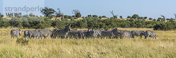 Panorama von Burchell's Zebra (Equus quagga burchellii) beim Grasen im Gebüsch; Botswana'.