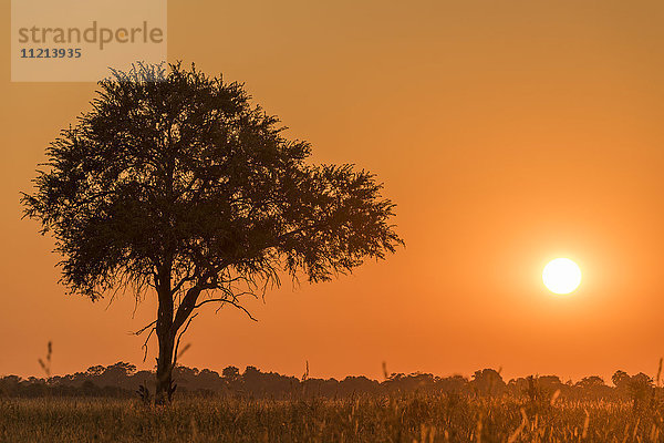 Silhouettierter Baum bei Sonnenuntergang unter orangefarbenem Himmel; Botswana'.
