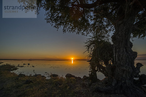 Baum am Ufer  der den Sonnenuntergang über dem Fluss einrahmt; Botswana'.