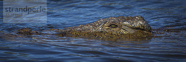 Panorama des Kopfes eines Nilkrokodils (Crocodylus niloticus) in Nahaufnahme; Botswana'.