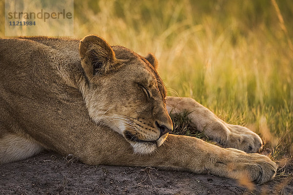 Löwe (Panthera leo) schlafend mit Kopf auf dem Vorderbein; Botswana'.