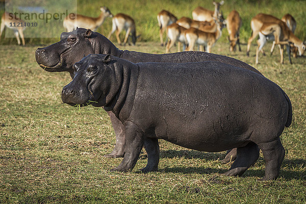 Zwei Flusspferde (Hippopotamus amphibius) fressen Gras neben einer Impala-Herde (Aepyceros melampus); Botswana