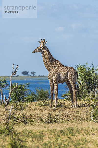 Zwei südafrikanische Giraffen (Giraffa camelopardalis) stehen am Fluss; Botswana'.