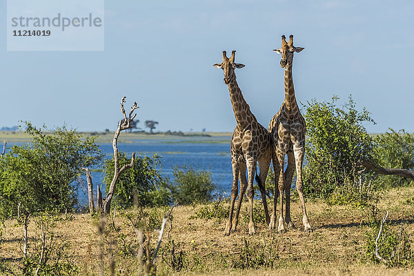 Zwei südafrikanische Giraffen (Giraffa camelopardalis)  stehend am Fluss; Botswana'.